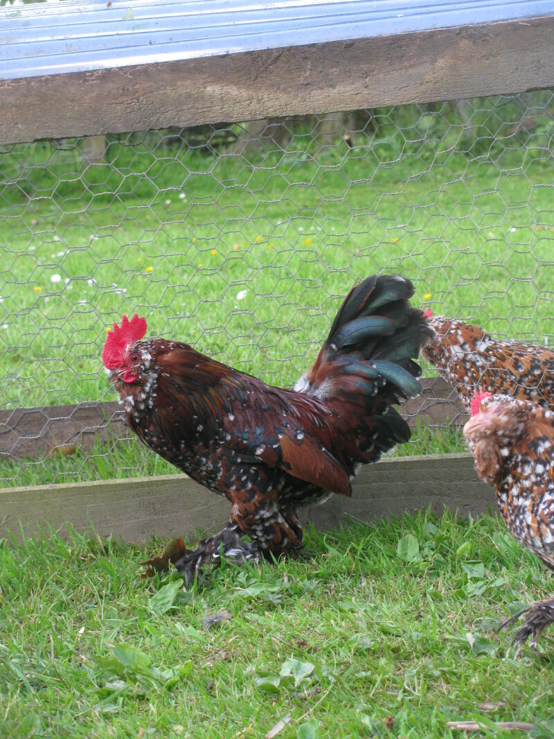 a black and brown booted bantam chicken walking on a lawn in front of chicken wire