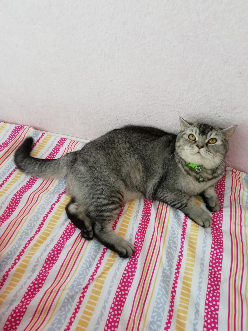 Chat british shorthair tabby couché