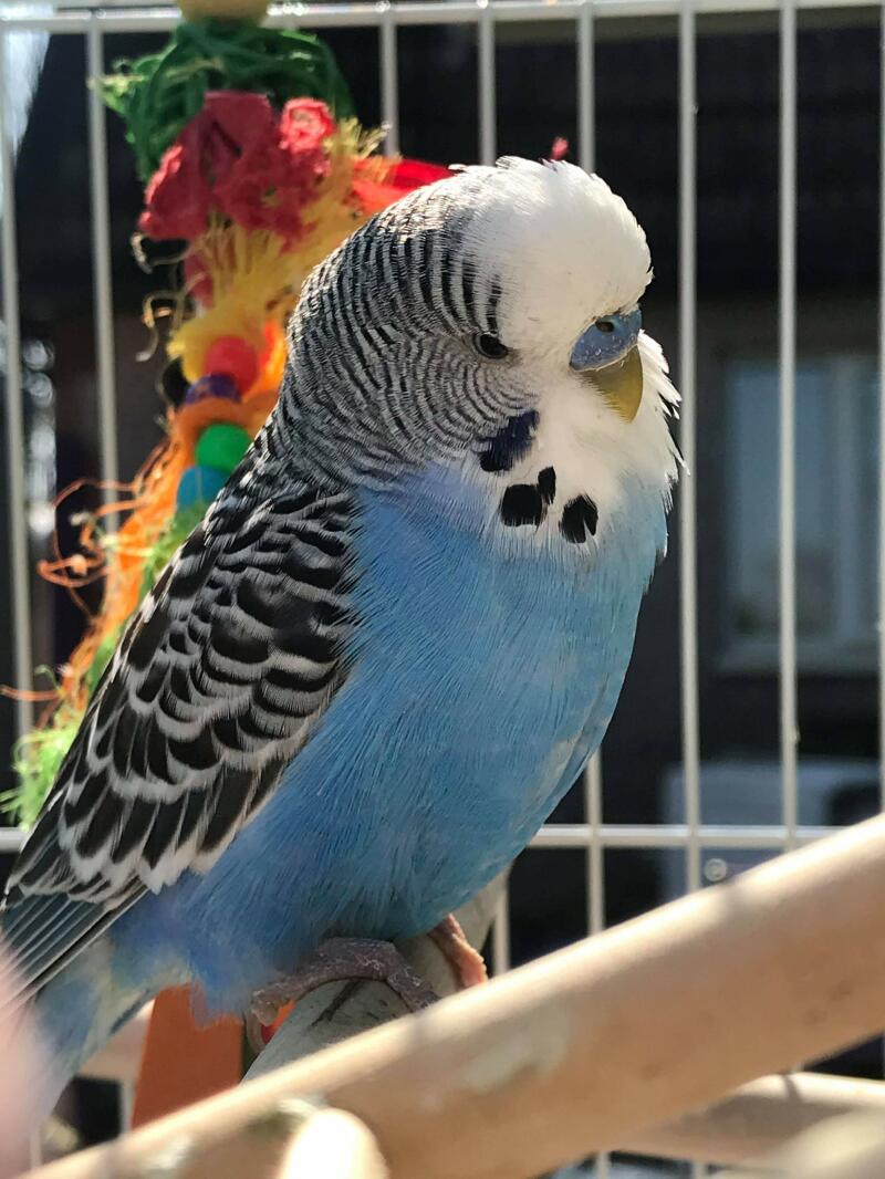a blue and black and white budgie stood on a wooden perch