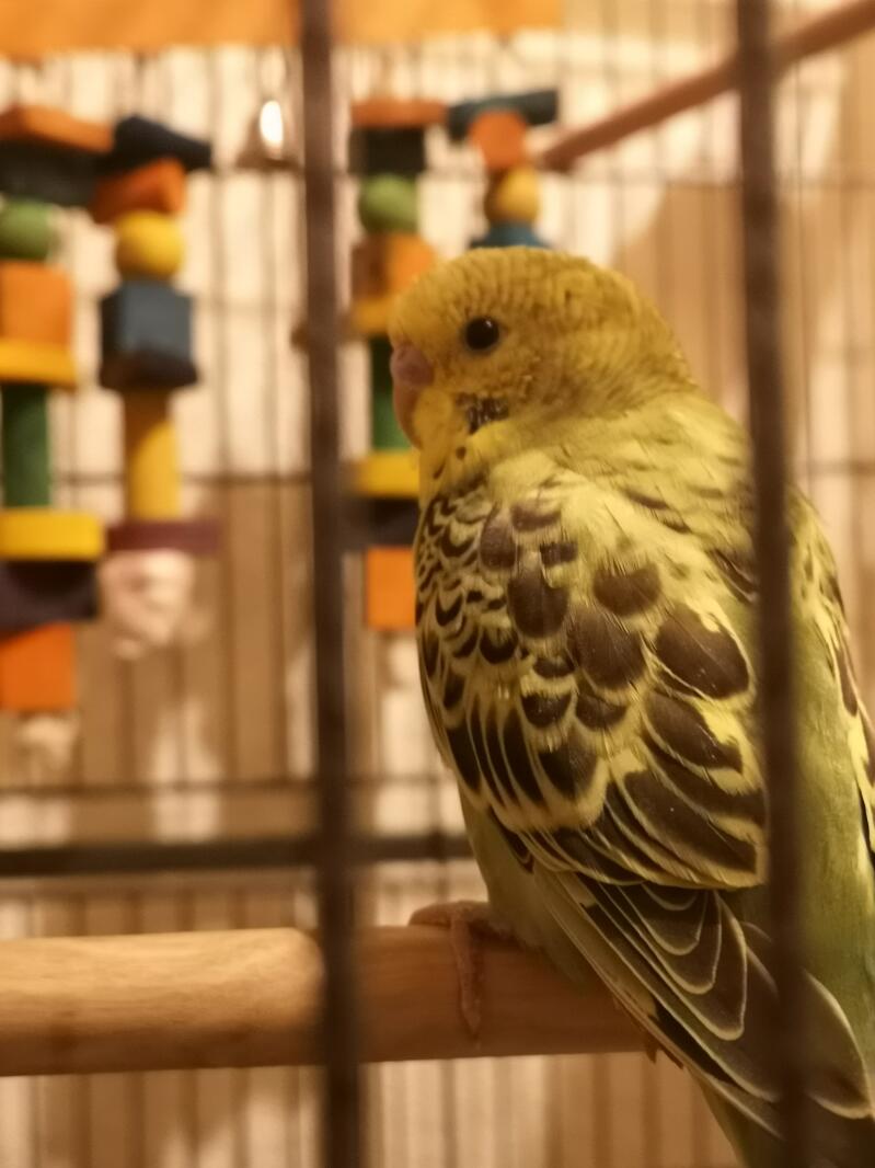 Budgie in Cage