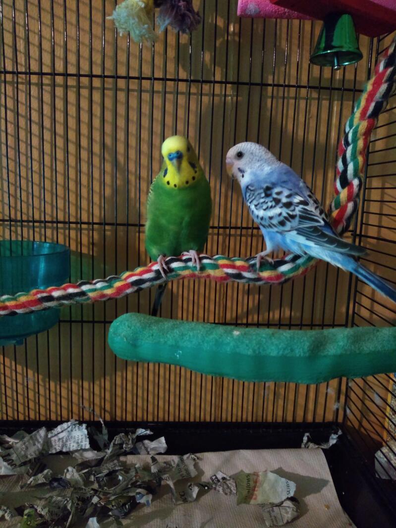 a green and a blue budgie perches on a rope in a cage