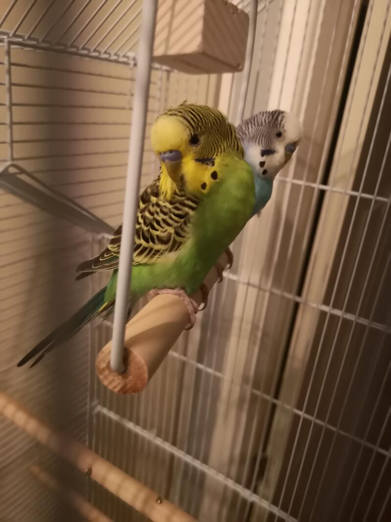 Budgies Perching in Cage