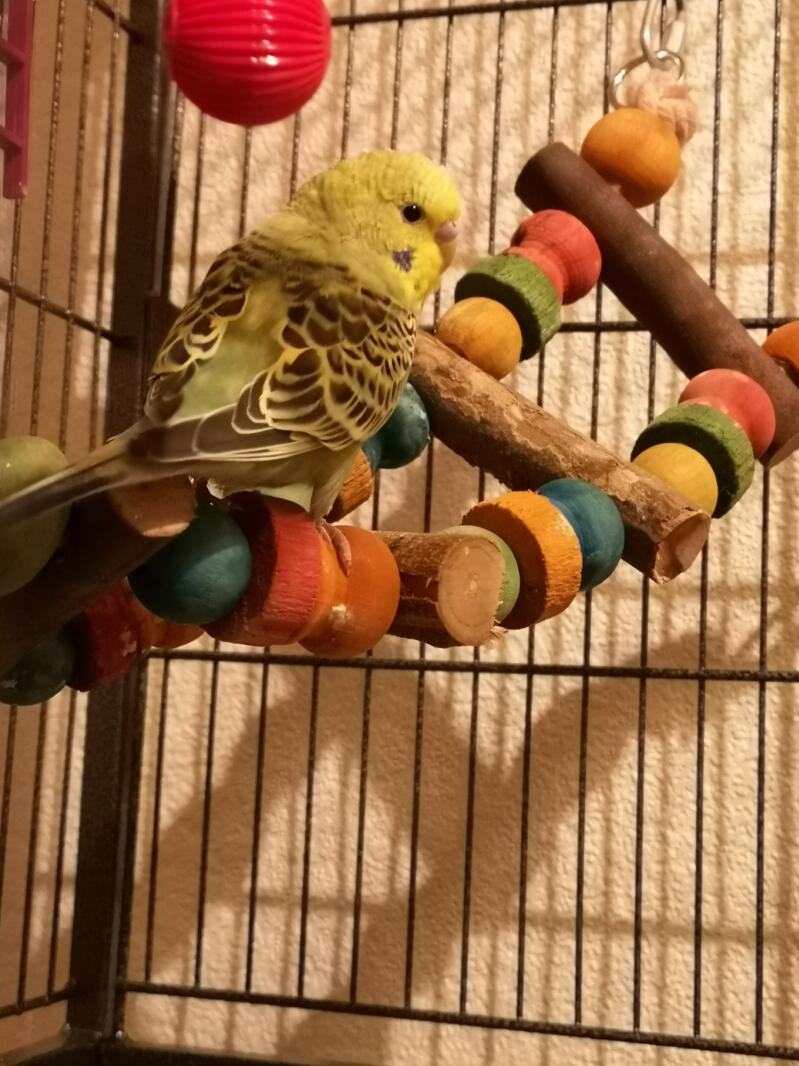 Our budgies love to climb.