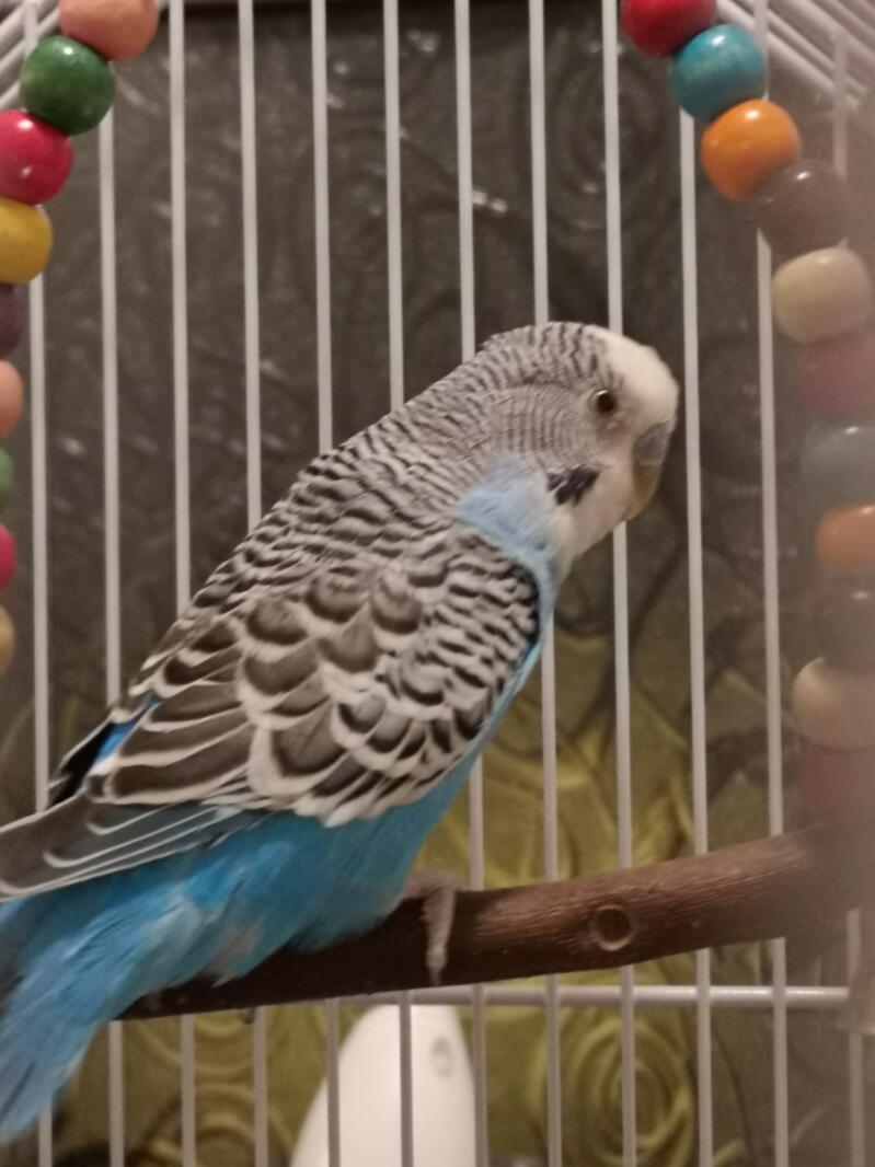 Our budgie called Sully.