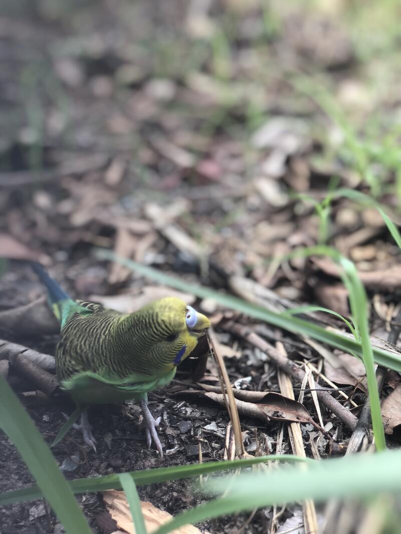 a green blue and black budgie in a garden