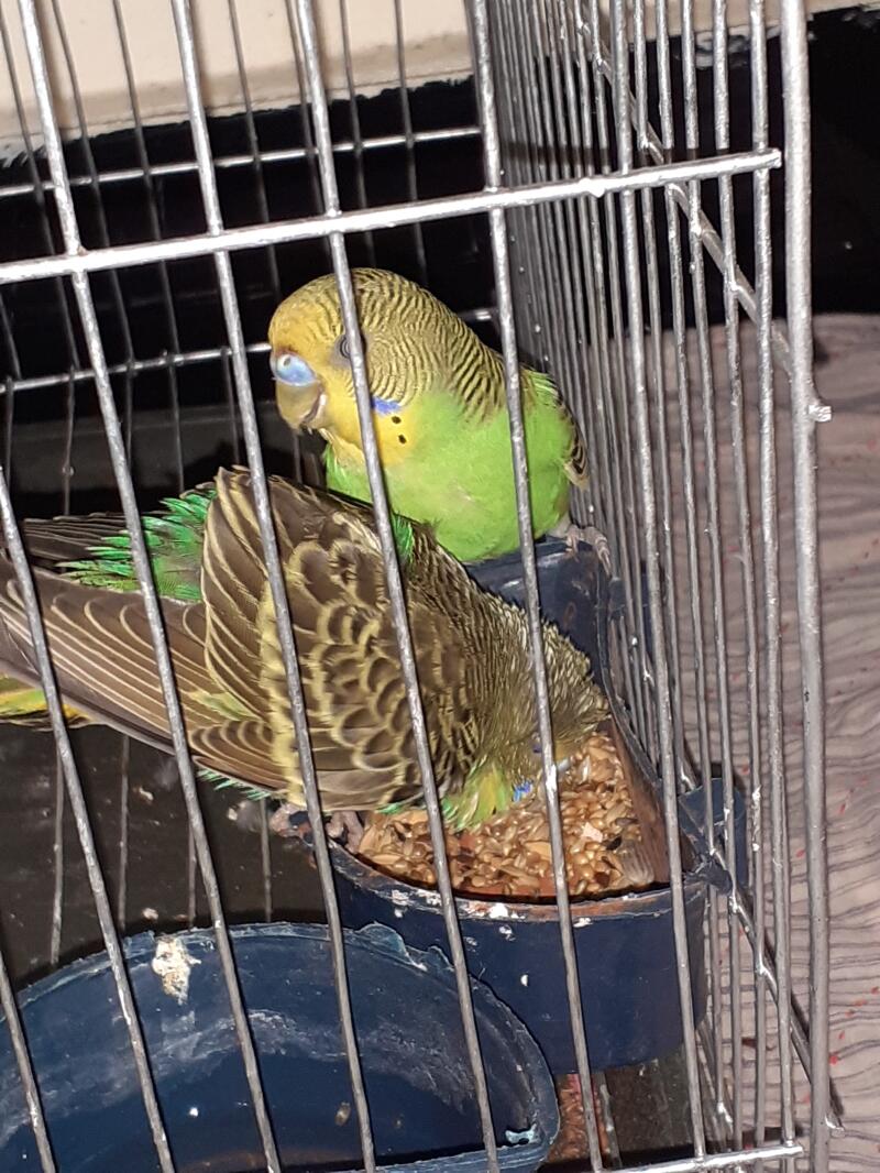 Two green and brown budgies feeding