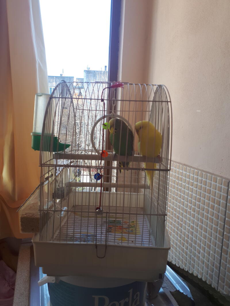 a green and a yellow budgie stood on a wooden perch inside a cage