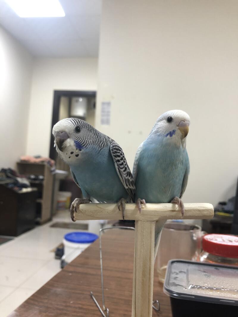two blue and white budgies stood on a wooden perch