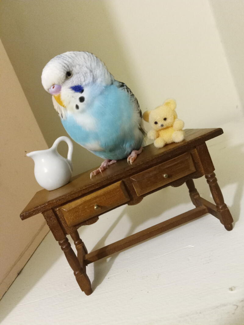 a blue and white budgie sat on a miniature table