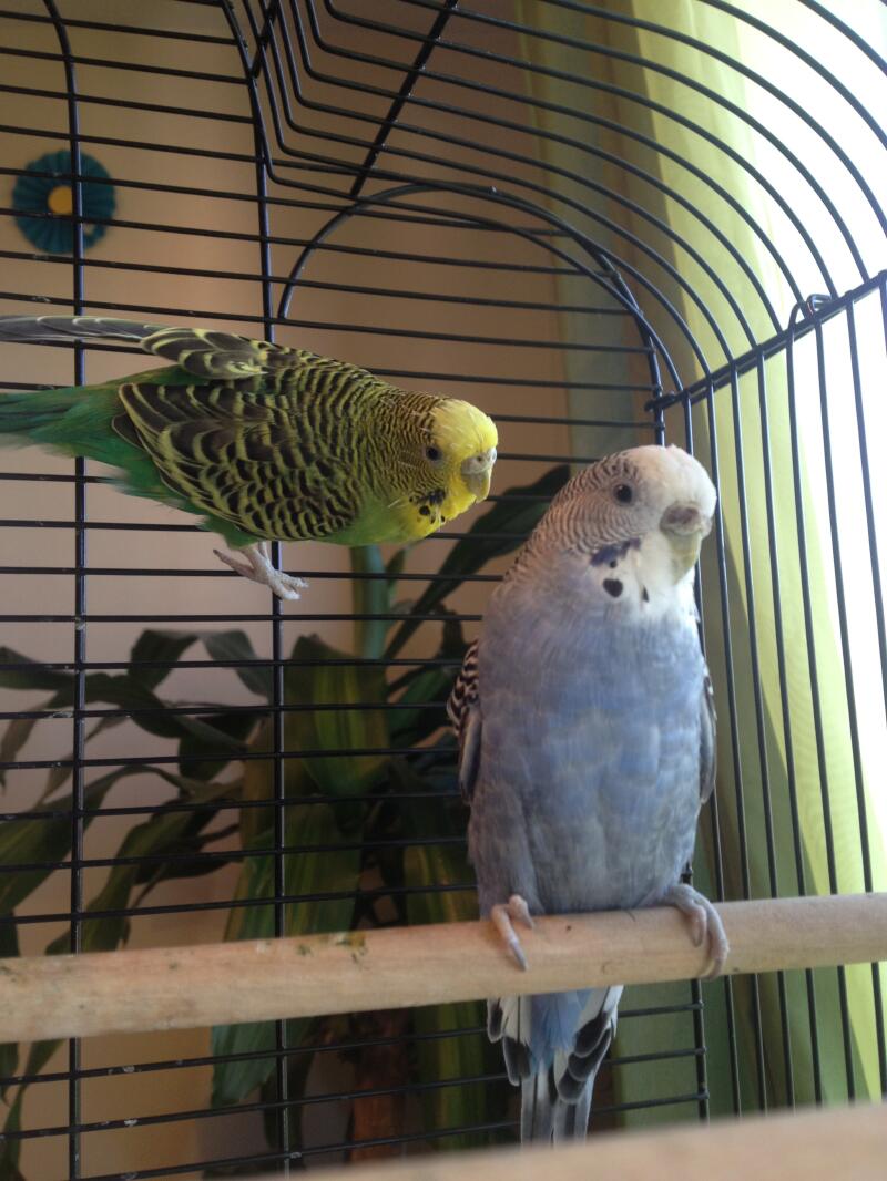 I'm not sure if my budgies are sick can someone can help i wanted know why they have feathers like those 