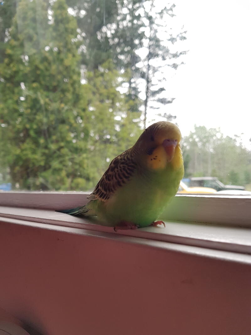 a green and yellow budgie on a window sill
