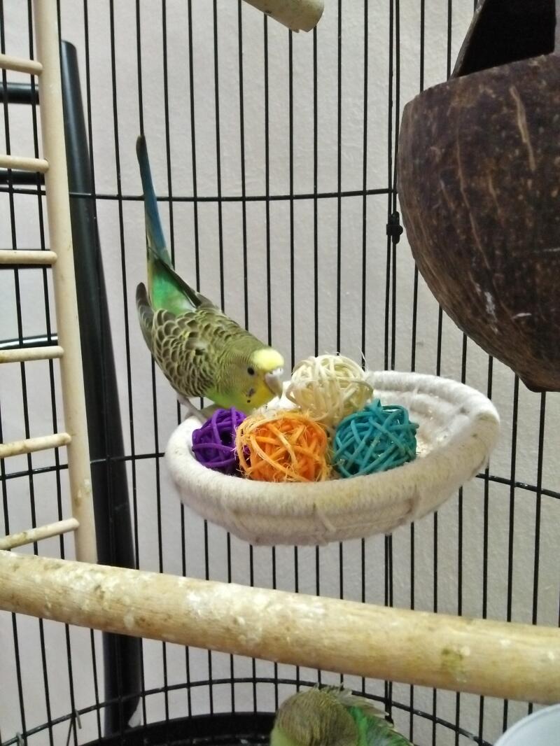 Budgie in cage with play balls