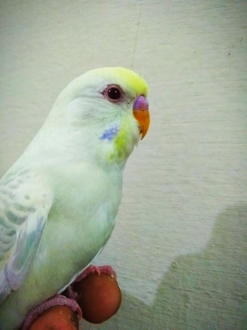 a white and yellow budgie stood on a perch