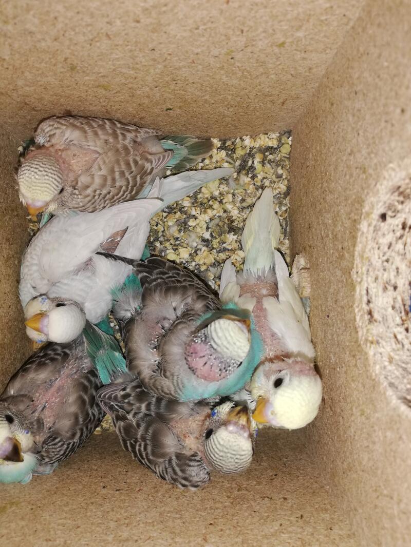 Six budgies inside a bird box