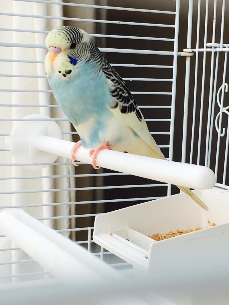 a blue black and yellow budgie perched in a cage