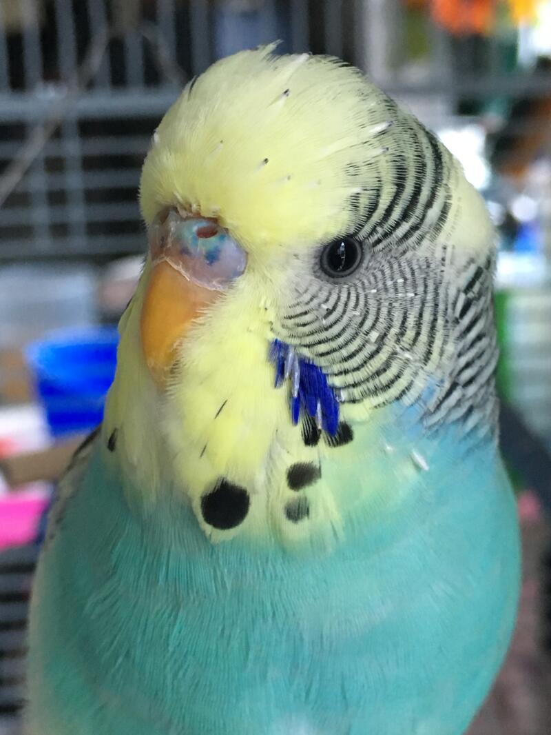 a blue and yellow budgie in a cage