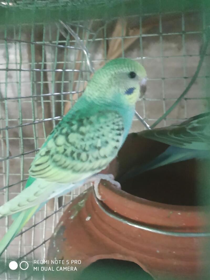 A budgie peacking on some food