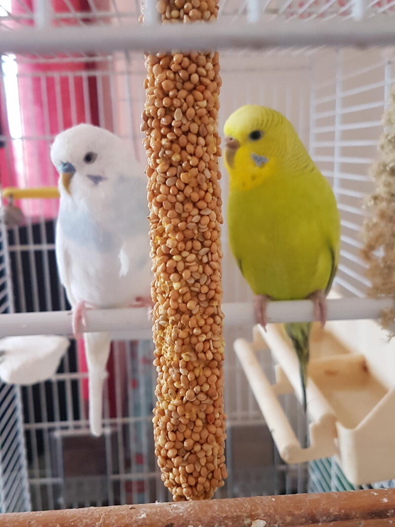 a white and yellow budgie stood on a perch inside a cage with a treat stick