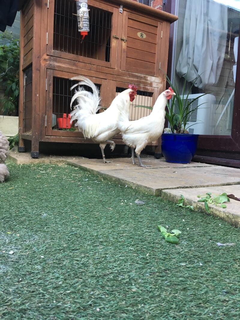 two white chickens stood on a patio in front of a wooden chicken coop