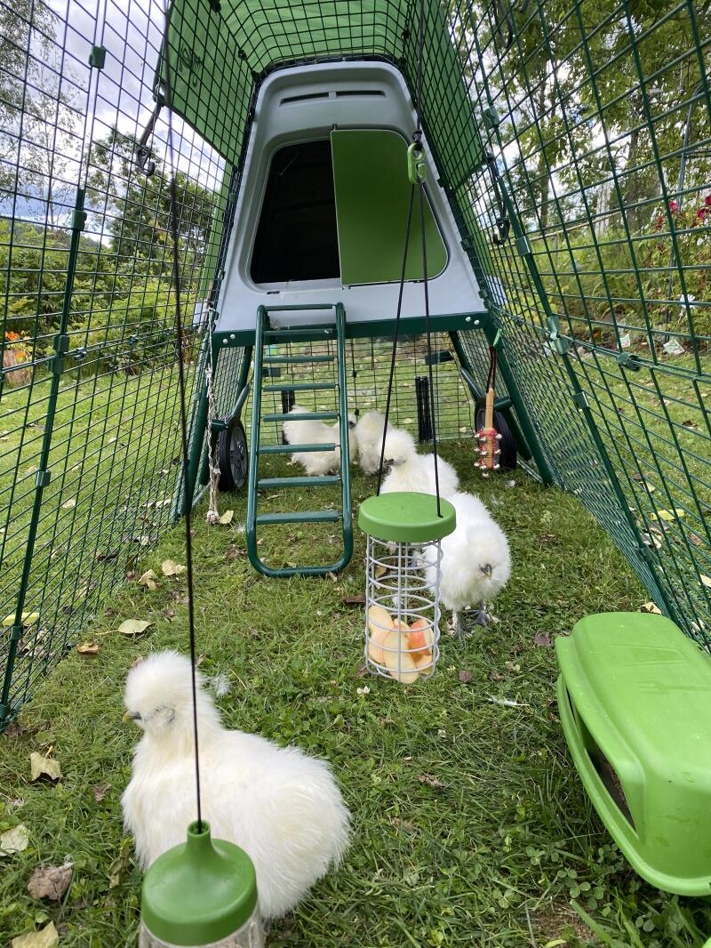 Some lovely fluffy chickens enjoying pecking around their coop.