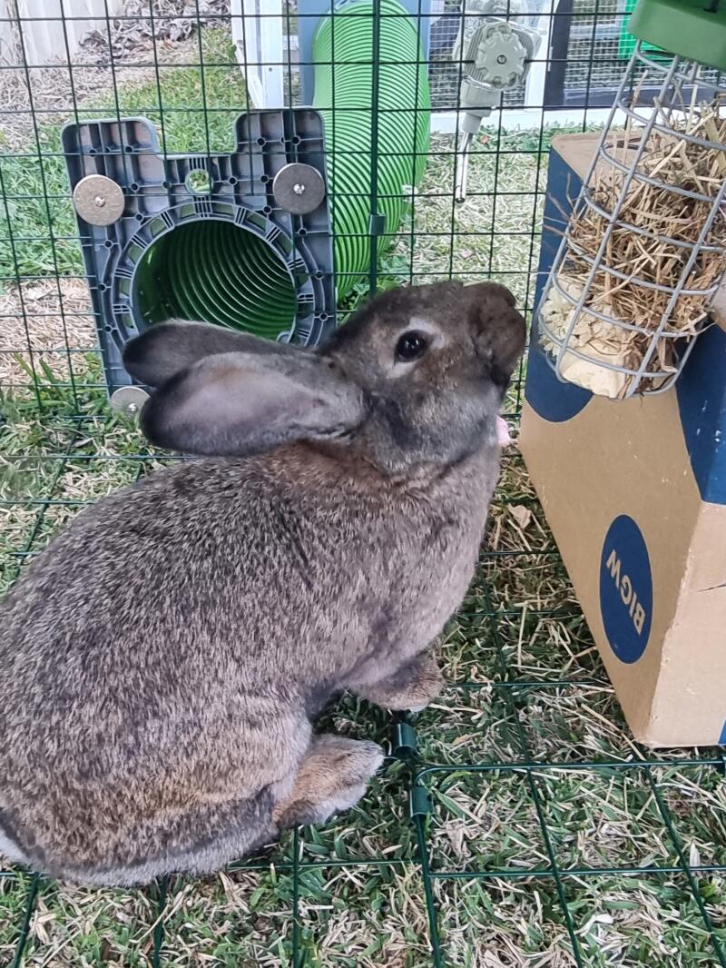Ein kaninchen genießt kuppellecker aus seinem leckerbissenhalter