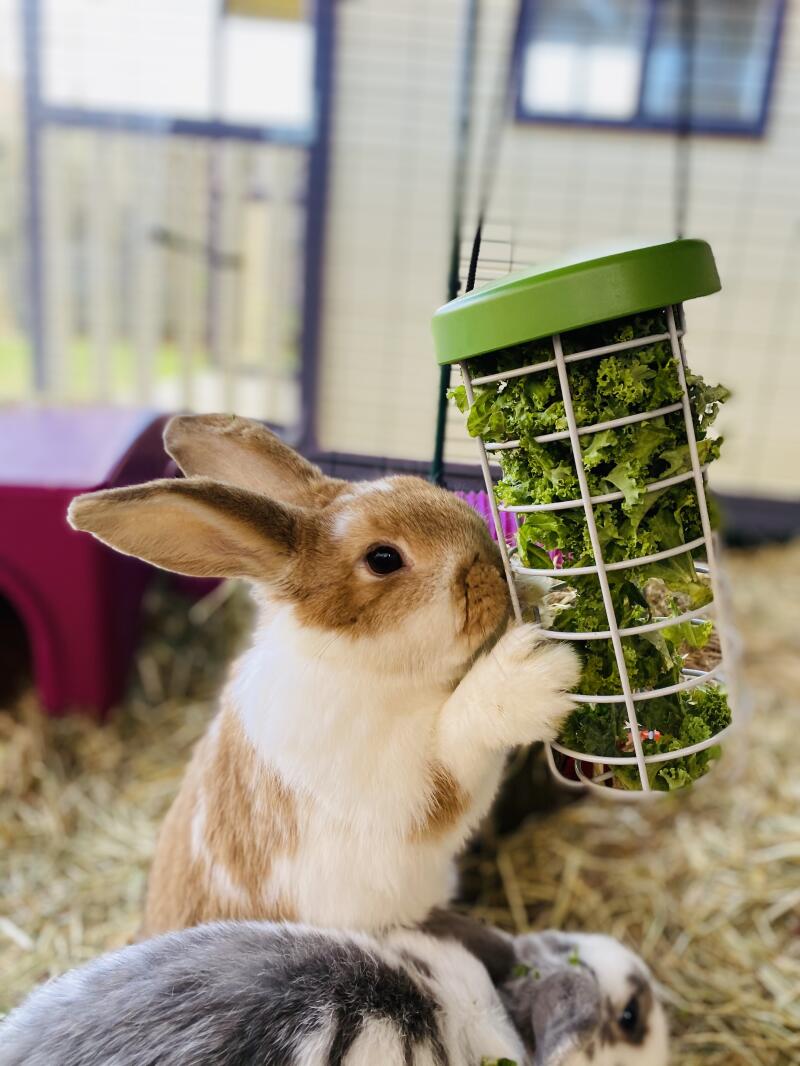 Vores kaniner elsker at spise grøntsager fra Godbidsholderen!