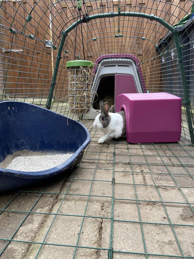 En kanin, der træder ud af et lilla skjul i en løbegård, der er knyttet til en lilla Go hytte