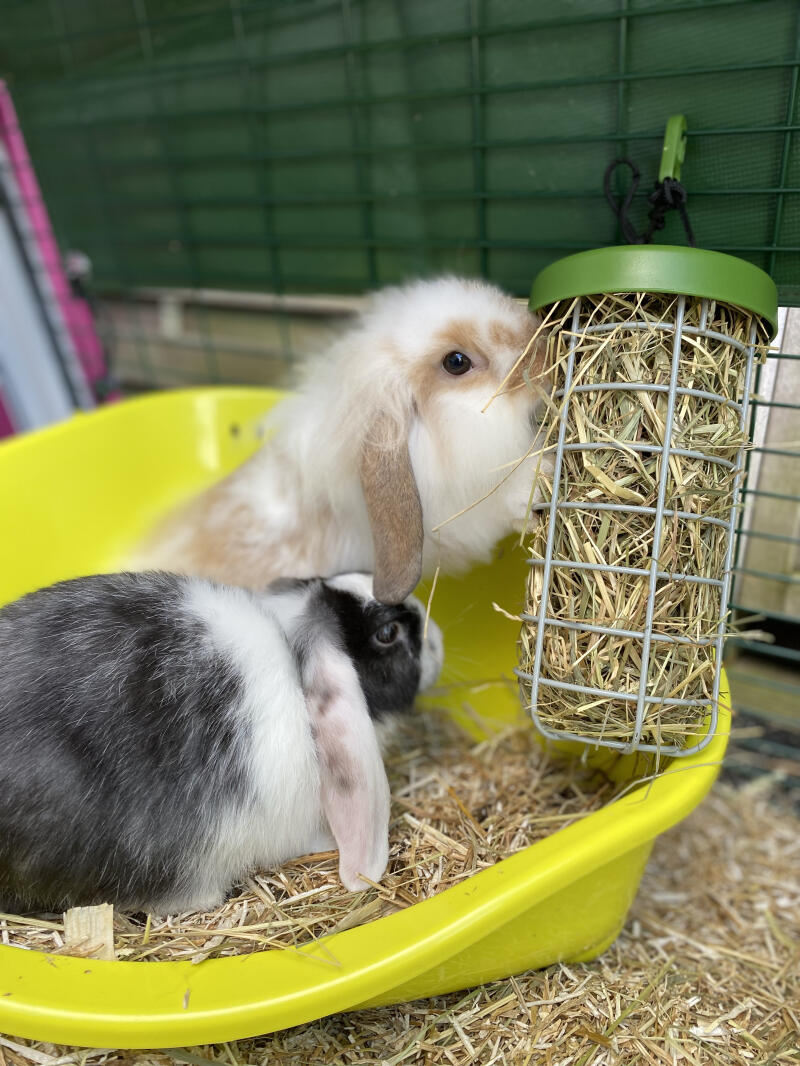 Dwa króliki jedzące siano z pojemnika na smakołyki