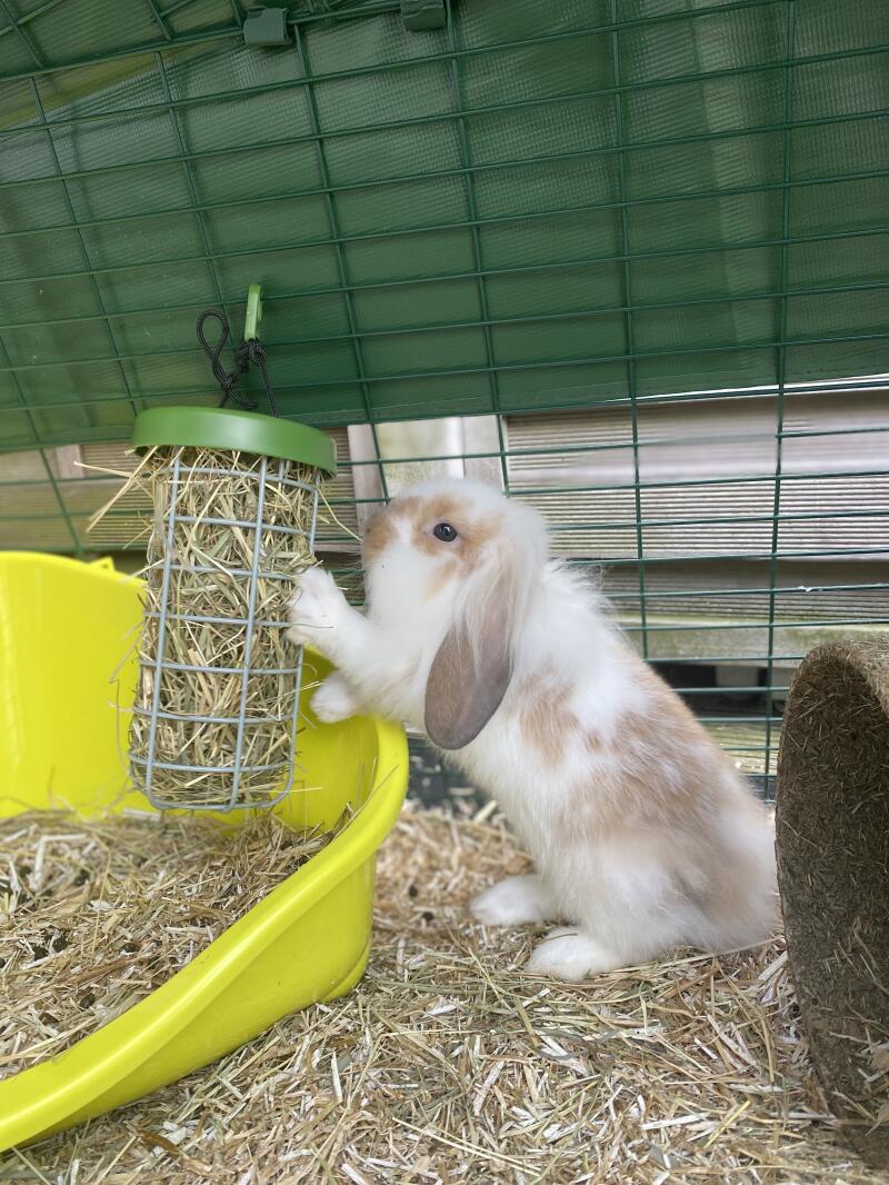 A rabbit enjoying some hay from his treat holder