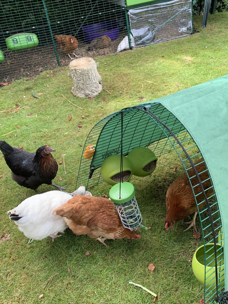 En flokk kyllinger som nyter Godbiter.