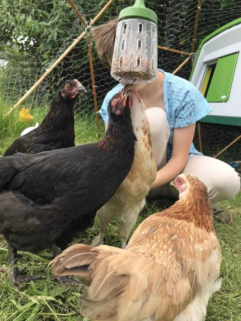 En høne-piñata!