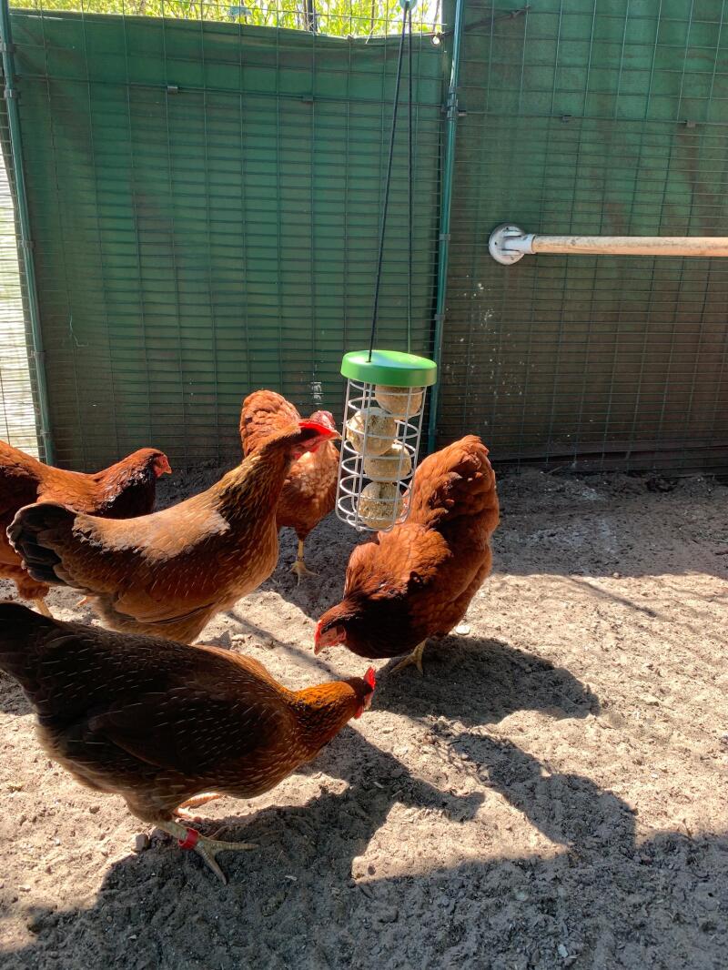 Chickens with their Omlet Chicken Caddi Treat Holder