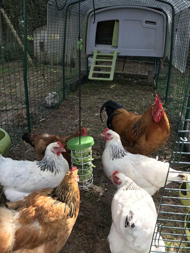Chickens loving the new Caddi Treat Holder!
