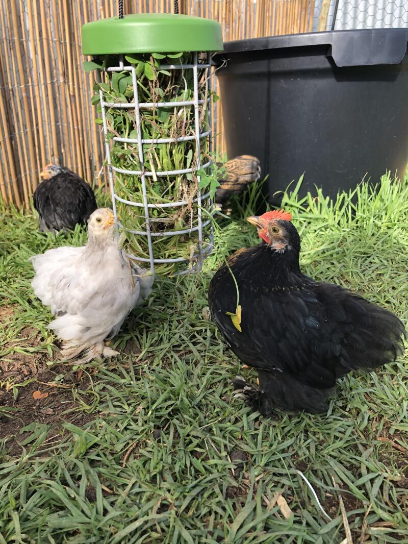Chickens with Omlet Caddi Treat Holder