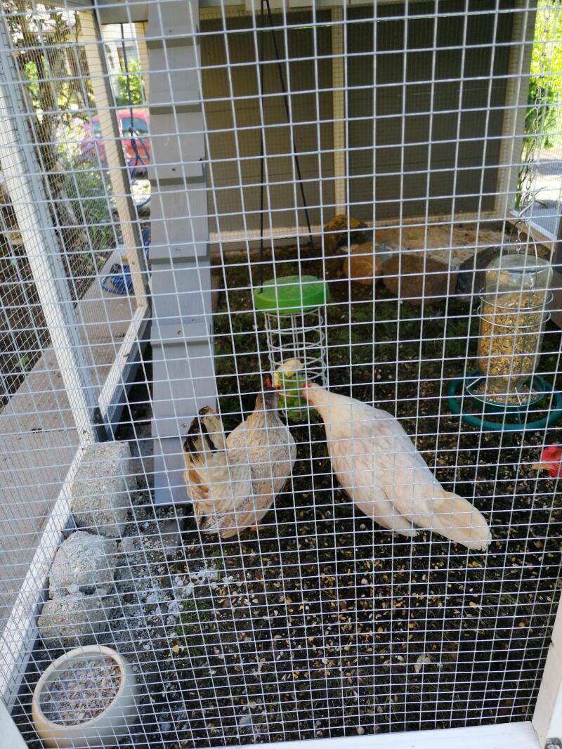 Two chickens hanging out in an chicken house.