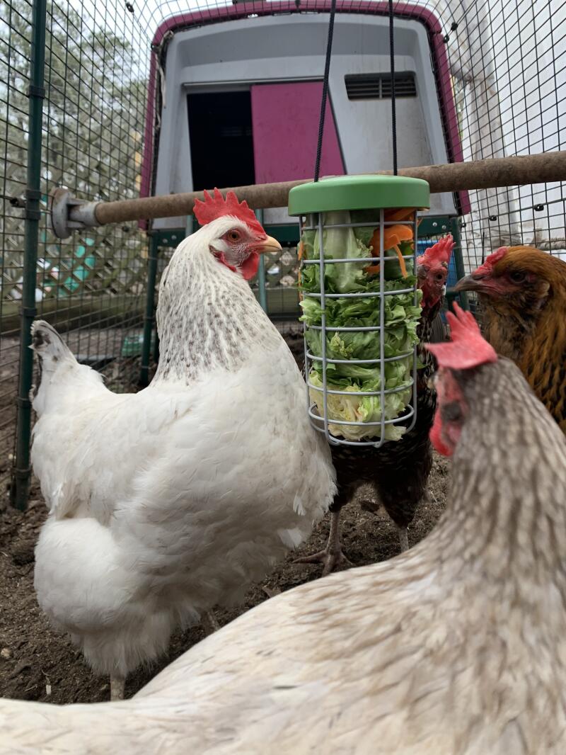 four large hens eating leafy greens from a caddi treat feeder