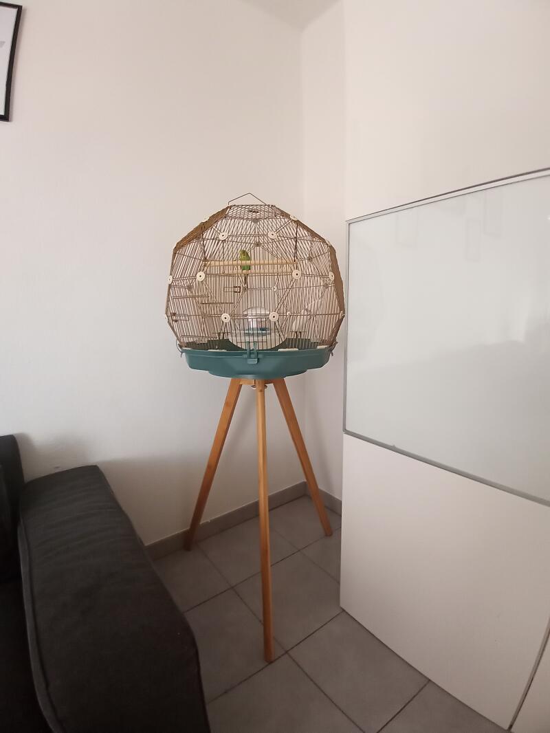 Teal and Gold bird cage in the corner of a room