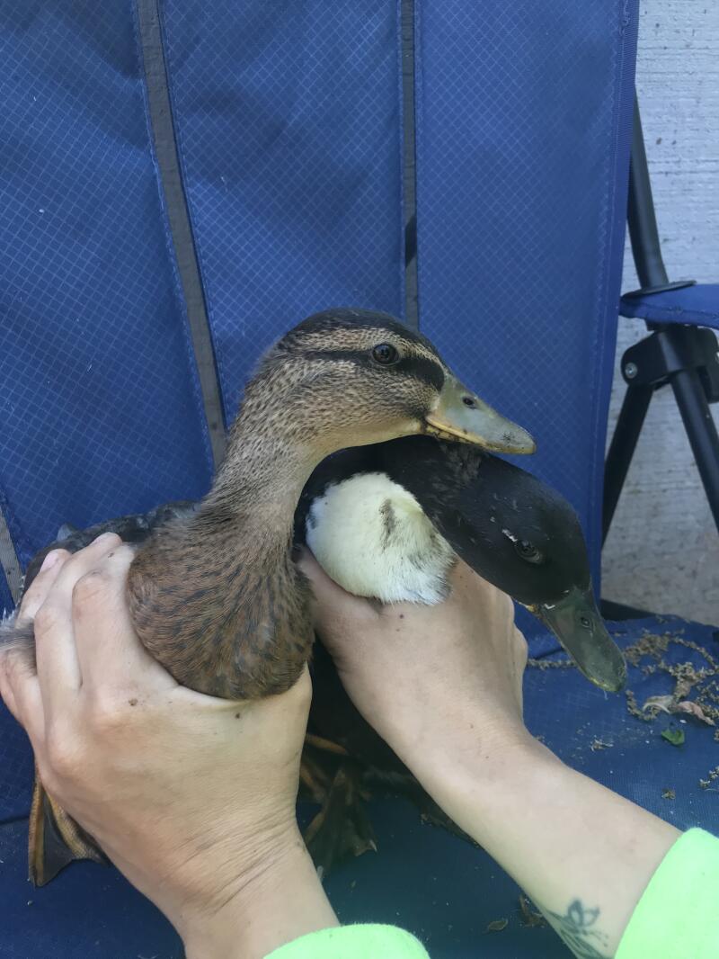 Two young call duck brothers