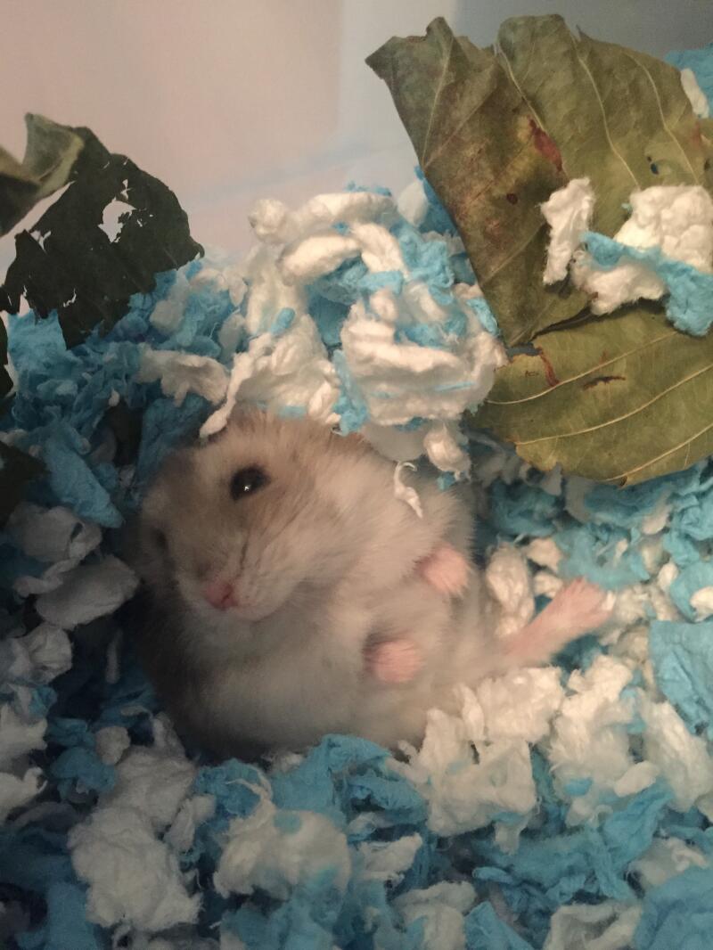 Les hamsters adorent faire des nids.