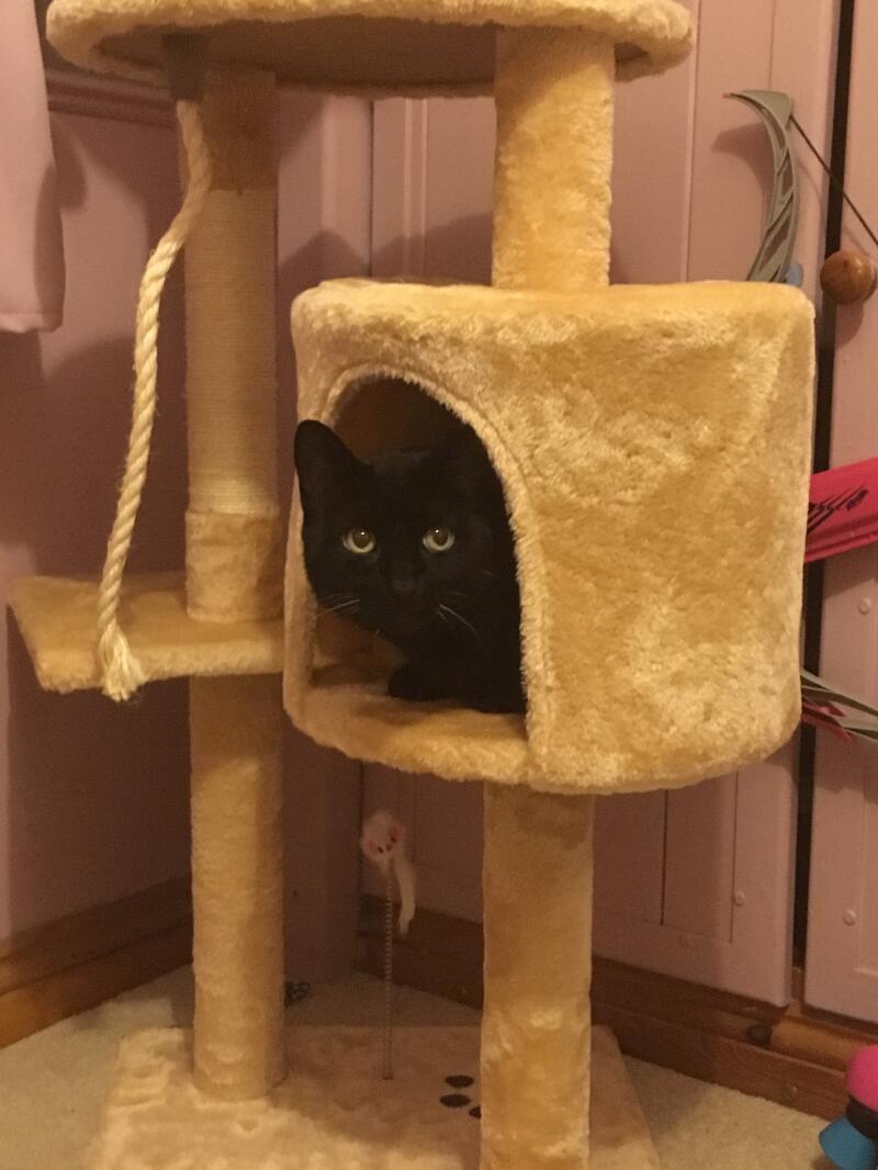 A cat playing hide and seek in its cat tree.
