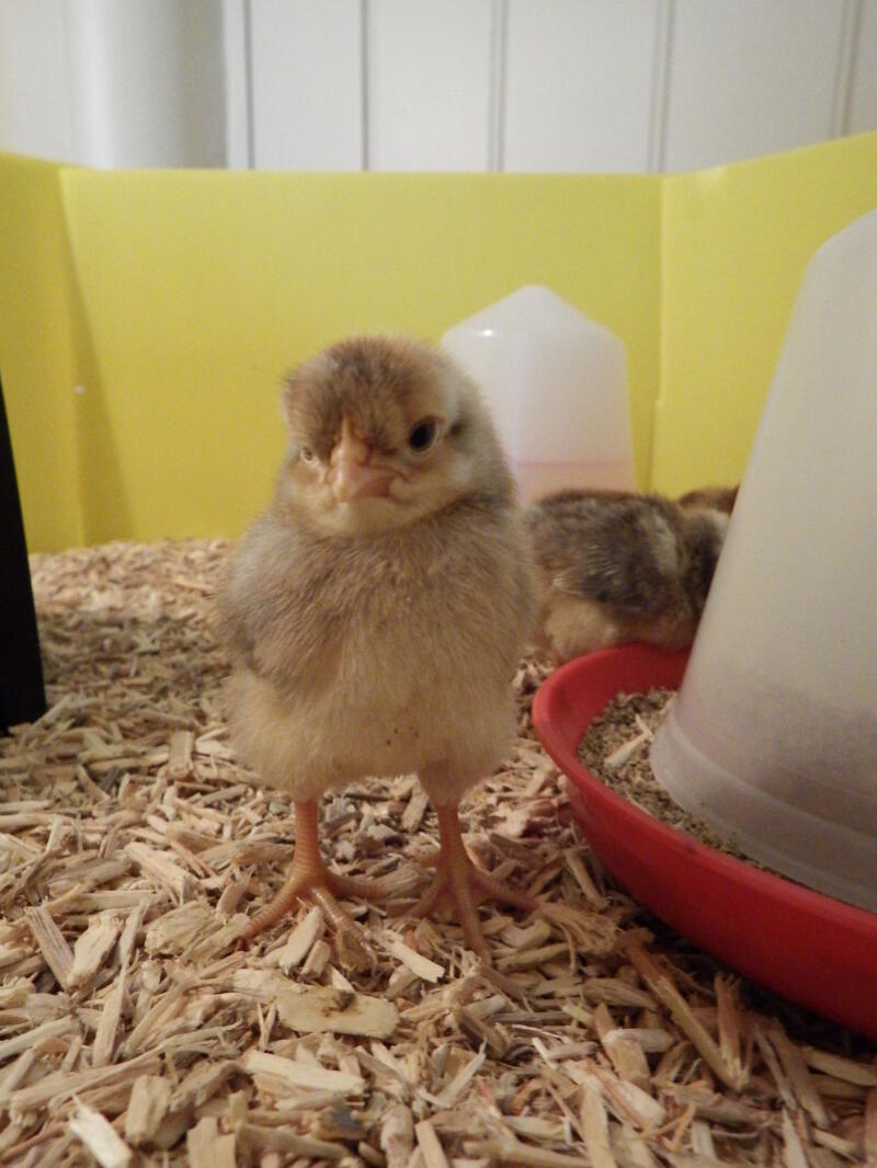 Chicks in the Brinsea enclosure panels
