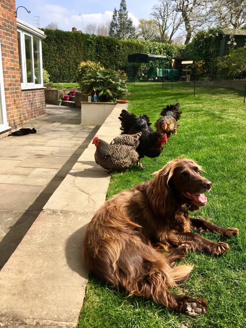 Dog and chickens in the garden