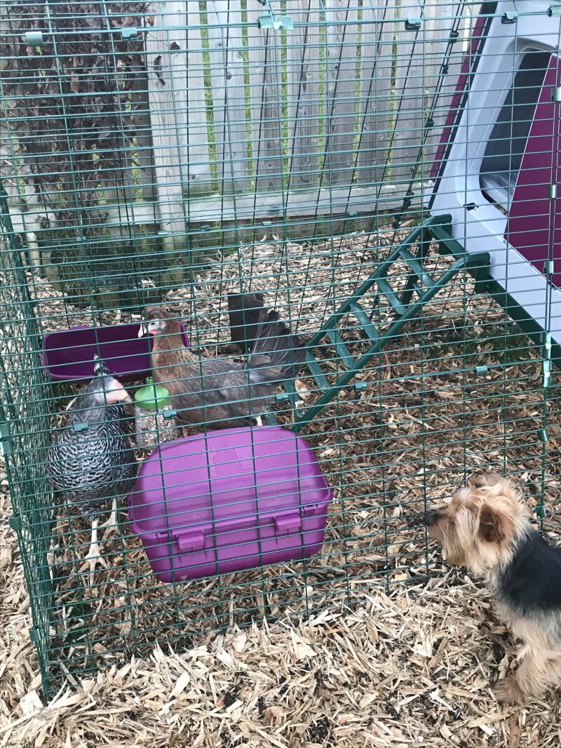 a purple go up setup with a run and chickens inside and a dog stood outside