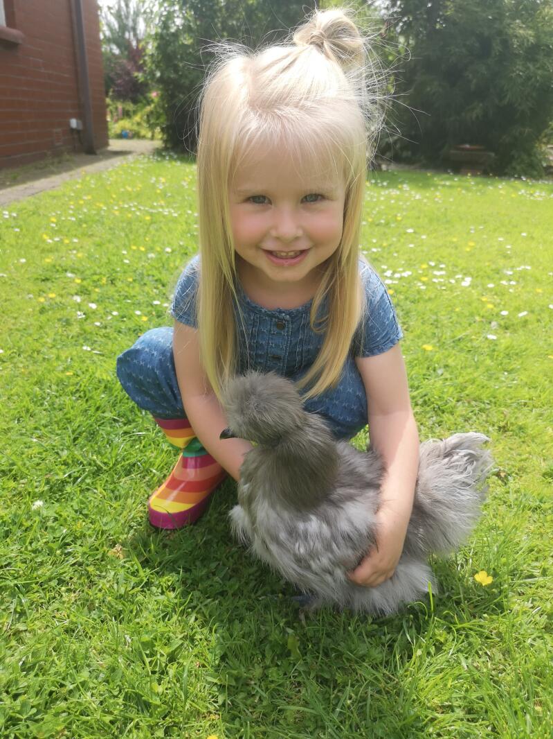 A little girl holding a fluffy chicken.
