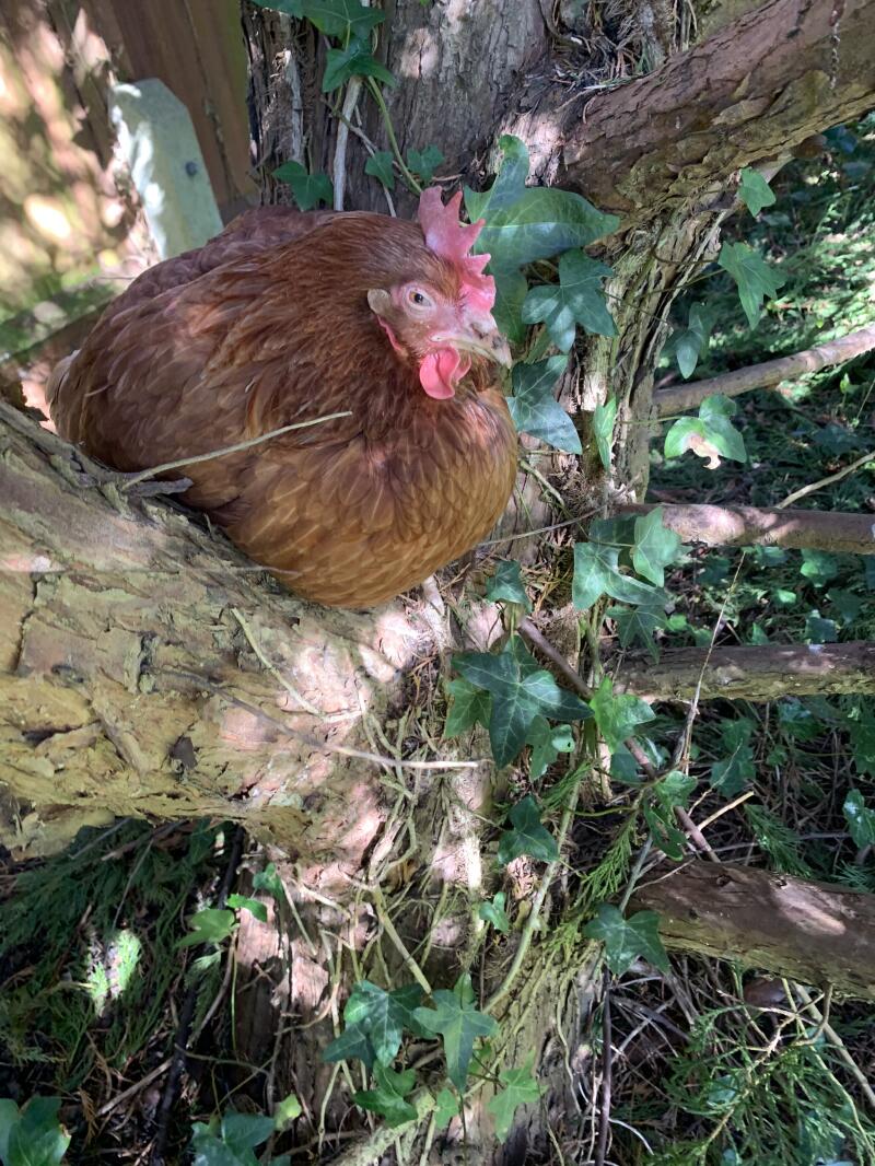 Chicken in tree