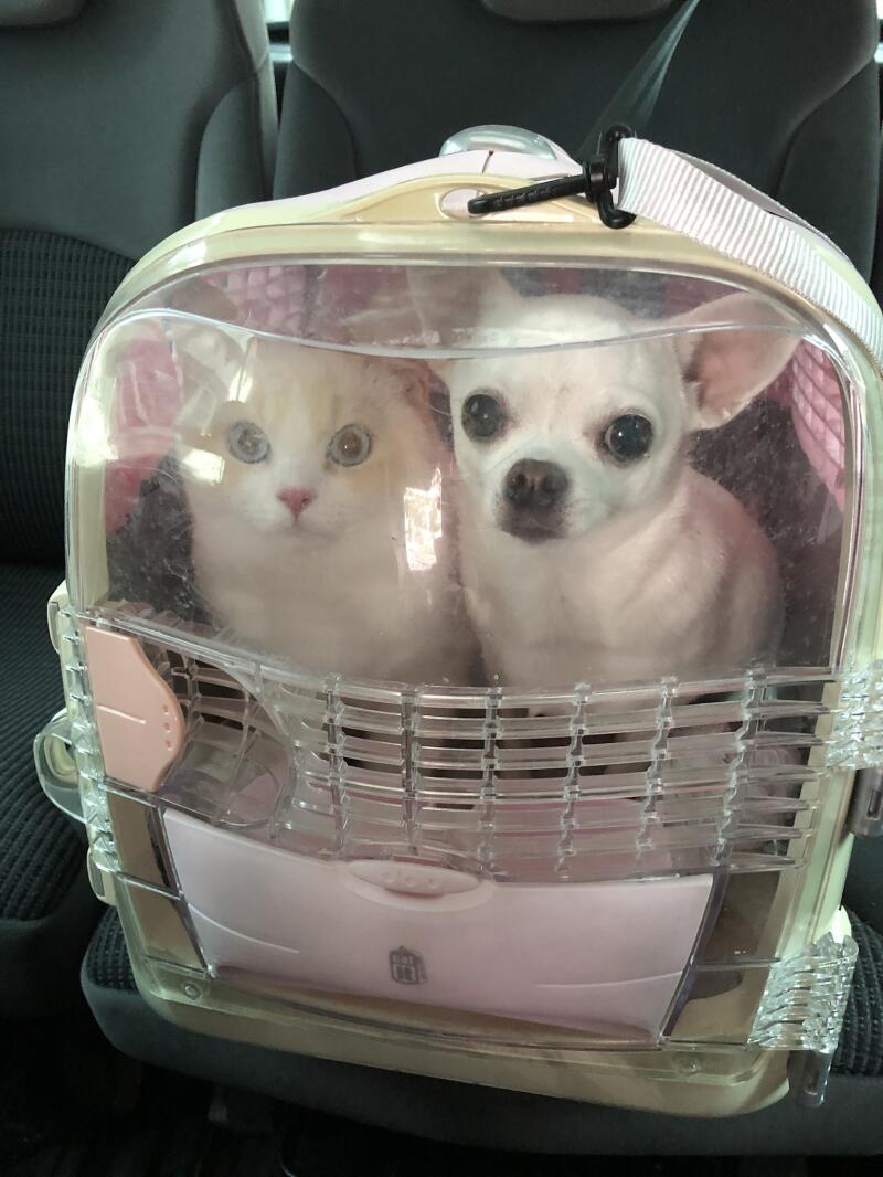Pies i kot w torbie