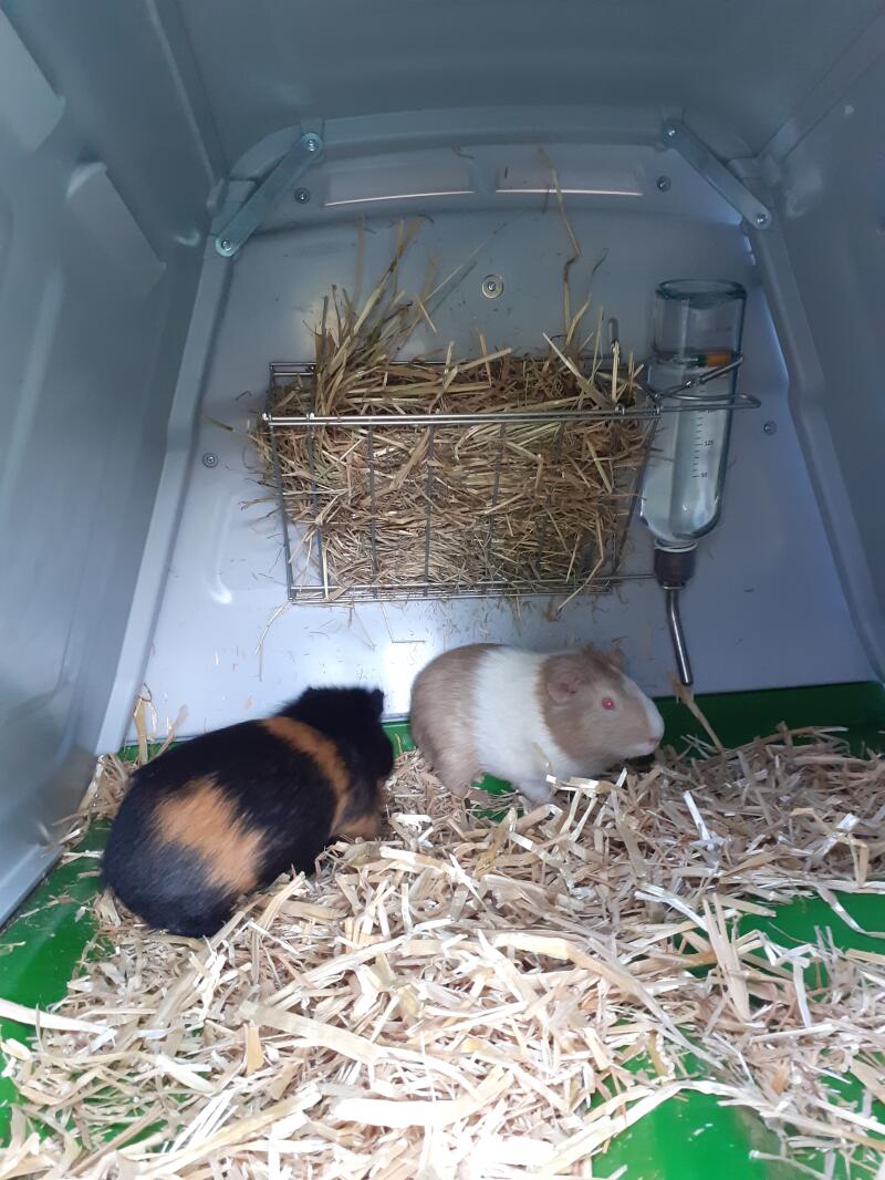 Zwei meerschweinchen in ihrem stall Eglu.