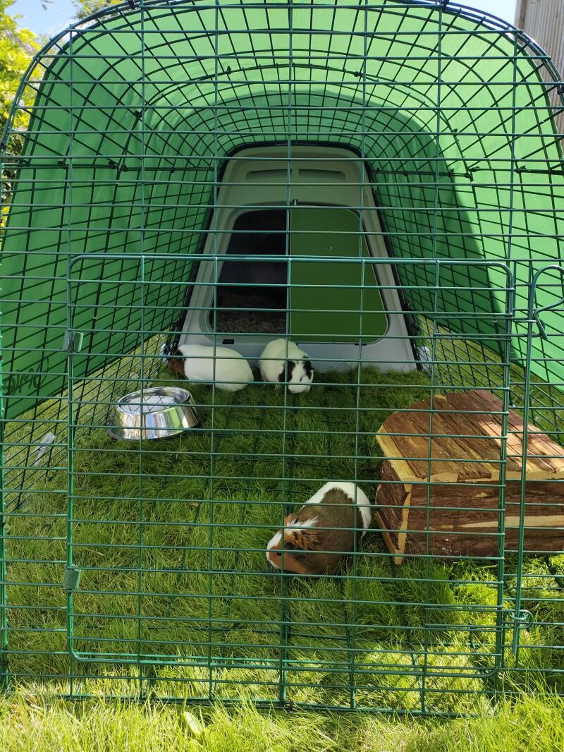 Tre marsvin i indhegningen til deres grønne hytte