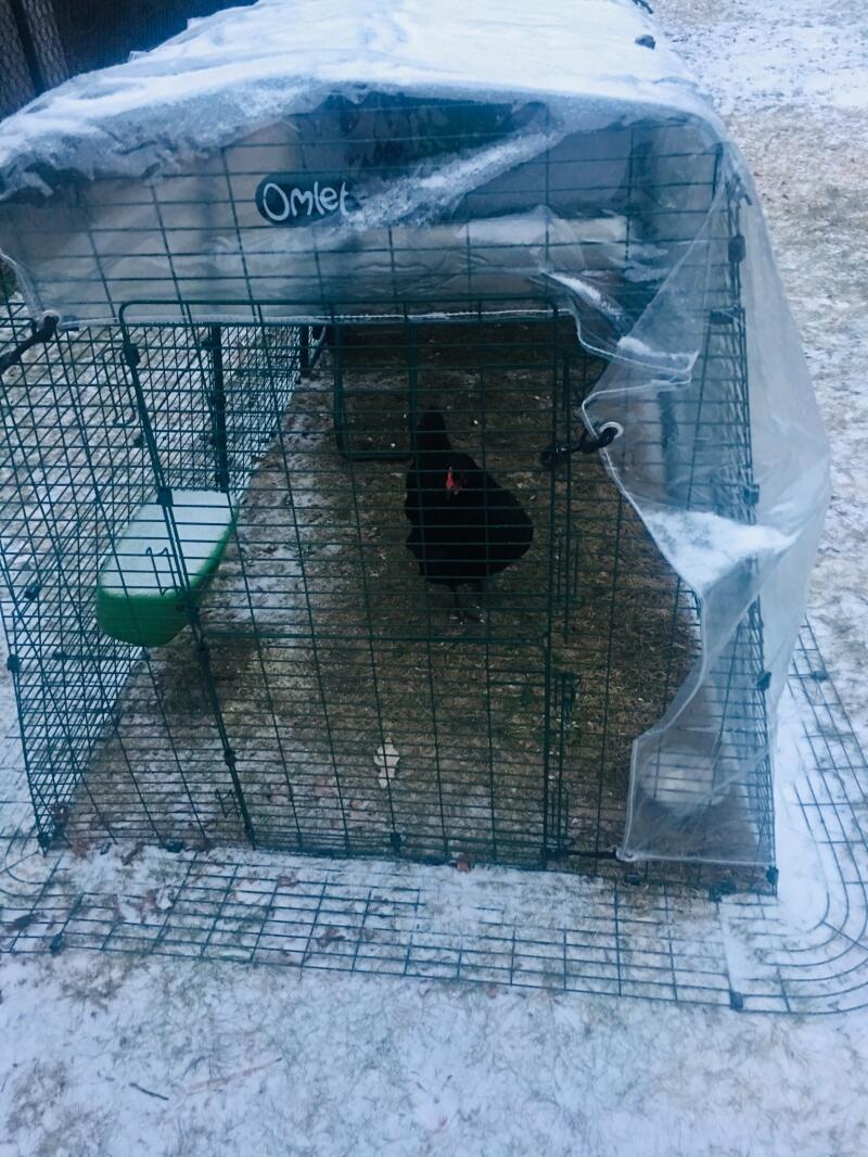 A black chicken in a pet run with a cover over the top in the Snow