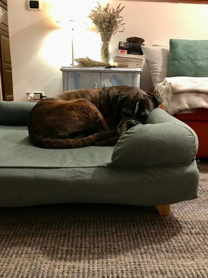 A dog sleeping on his green bolster bed
